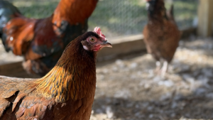 Lawsuit investor Burford can upend Sysco’s $50M chicken price settlement