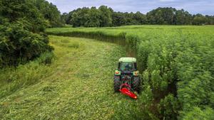 Illinois to regulate intoxicating hemp products, loosen up on cannabis