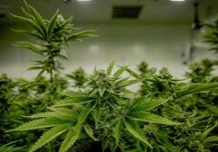 Illinois cannabis industry cautious on child-safety bill, questions focus on regulated products